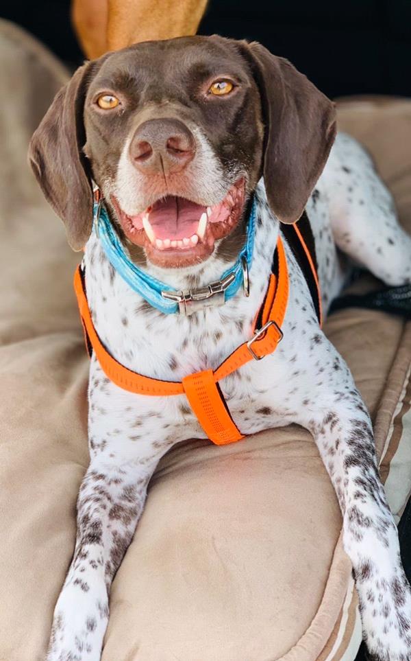 /images/uploads/southeast german shorthaired pointer rescue/segspcalendarcontest2019/entries/11663thumb.jpg